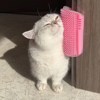 Brosse pour Chat | Chatisfaction - Chat Ronronne