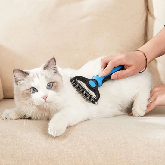 chat blanc et Brosse pour chat bleue
