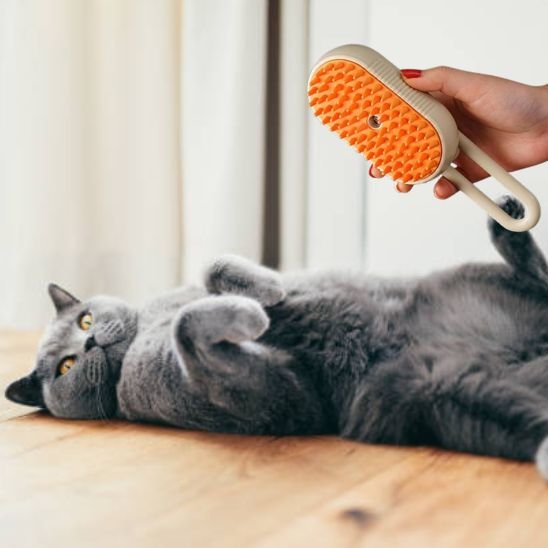  Chat gris et Brosse à chat 