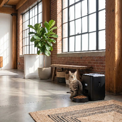 Chat, assis à côté de son distributeur de croquettes pour chat whiskerconnect