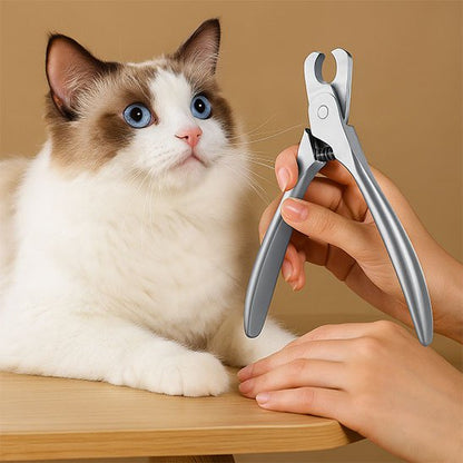 Chat qui regarde son Coupe griffe chat