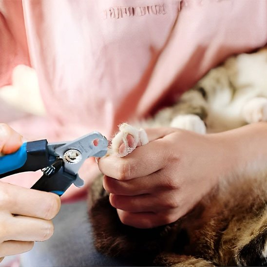 Coupe griffe chat bleu