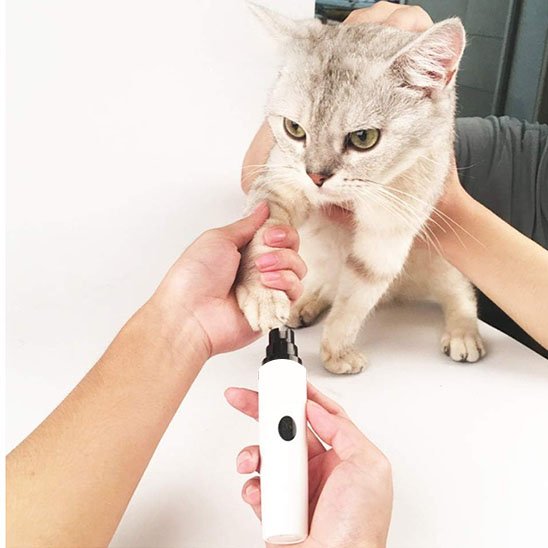 Coupe griffe chat limante