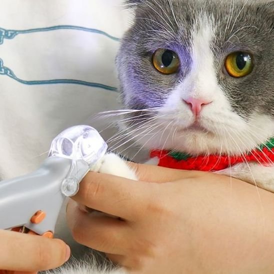 Coupe griffe pour chat | CleanPaws - Chat Ronronne