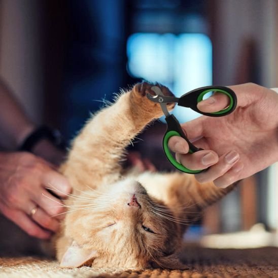 Coupe griffe pour chat | NetPaw - Chat Ronronne