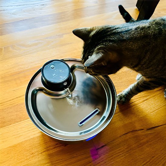 Fontaine a eau chat | FreshFelin - Chat Ronronne
