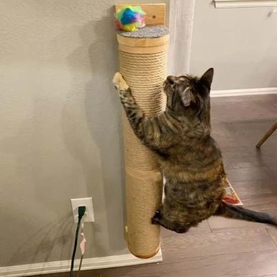 Griffoir chat | ScratchBar - Chat Ronronne