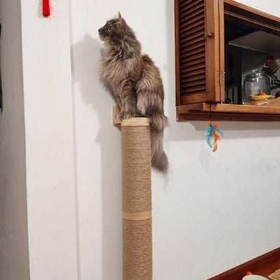 Griffoir chat | ScratchBar - Chat Ronronne