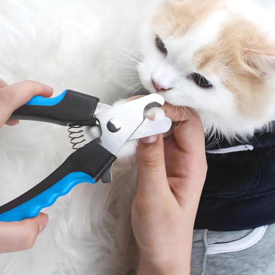 Manucure chat avec son Coupe griffe chat