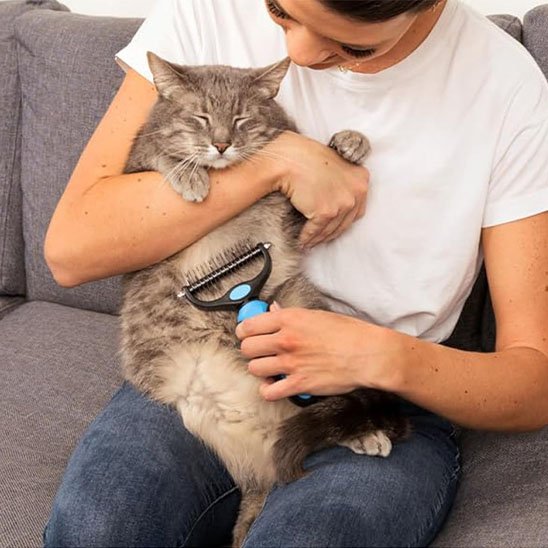 Séance brossage avec la Brosse pour chat
